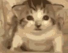 Cat exploding meme